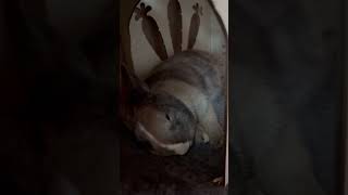 Cinnamon in his deep sleep looking adorable 💤 #bunny #rabbit #rabbitsofinstagram #bunnylove
