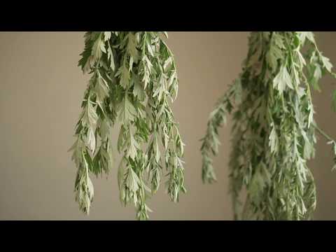 Mugwort - A Wild Edible, Medicinal, and Magical Herb