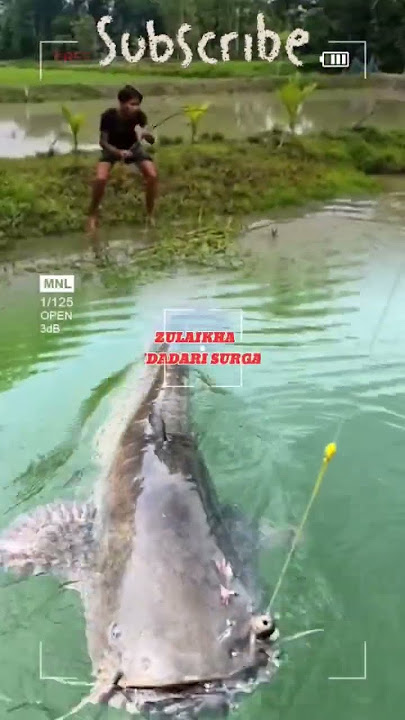 MANCING DIKOLAM TERBENGKALAI...!! STRIKE NYA IKAN LELE MONSTER #fishing #galeripencarian  #short