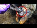Extracting nails from cows hooves  hoof gp compilation