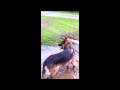 Dog training - a poorly socialised German Shepherd (perhaps considered Dog training - a poorly socialised German Shepherd (perhaps considered