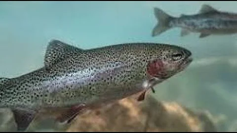Top 10 Trout Lakes in Kentucky