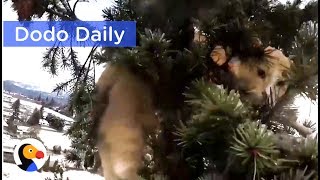 AMAZING CAT RESCUE: Man Climbs 110-Ft Tree To Save Cat: Best Animal Videos | The Dodo Daily