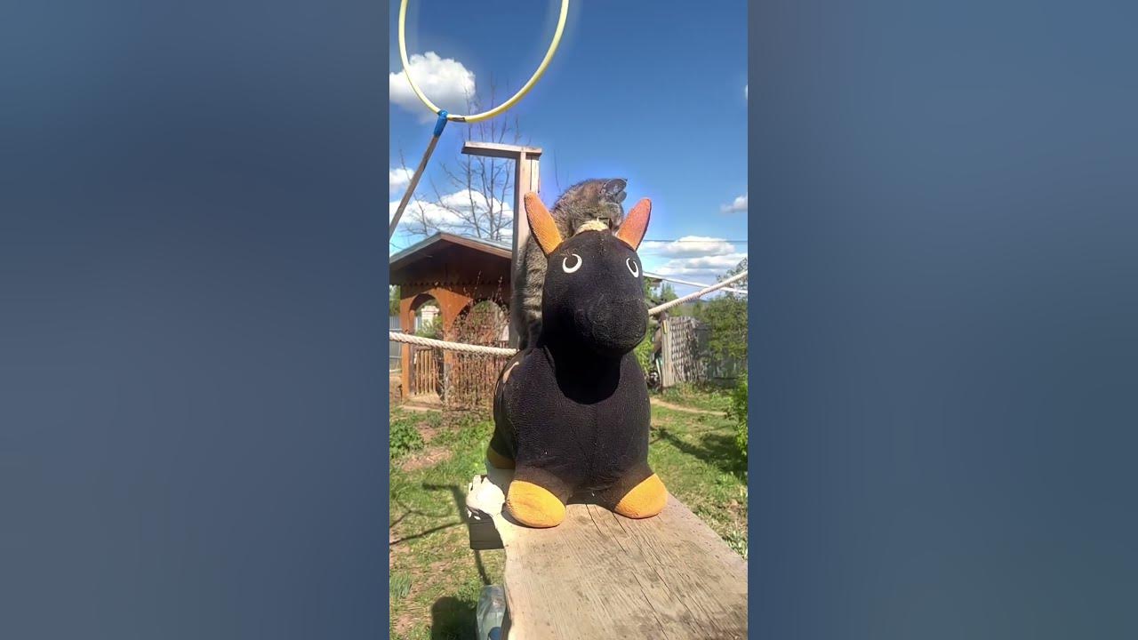 Сяду я верхом на коня 🐎🐈 #кошка - YouTube
