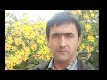ГУЛ ВА АСАЛАРИ