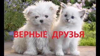 ВЕРНЫЕ ДРУЗЬЯ ВЕРНЫЕ ДРУЗЬЯ