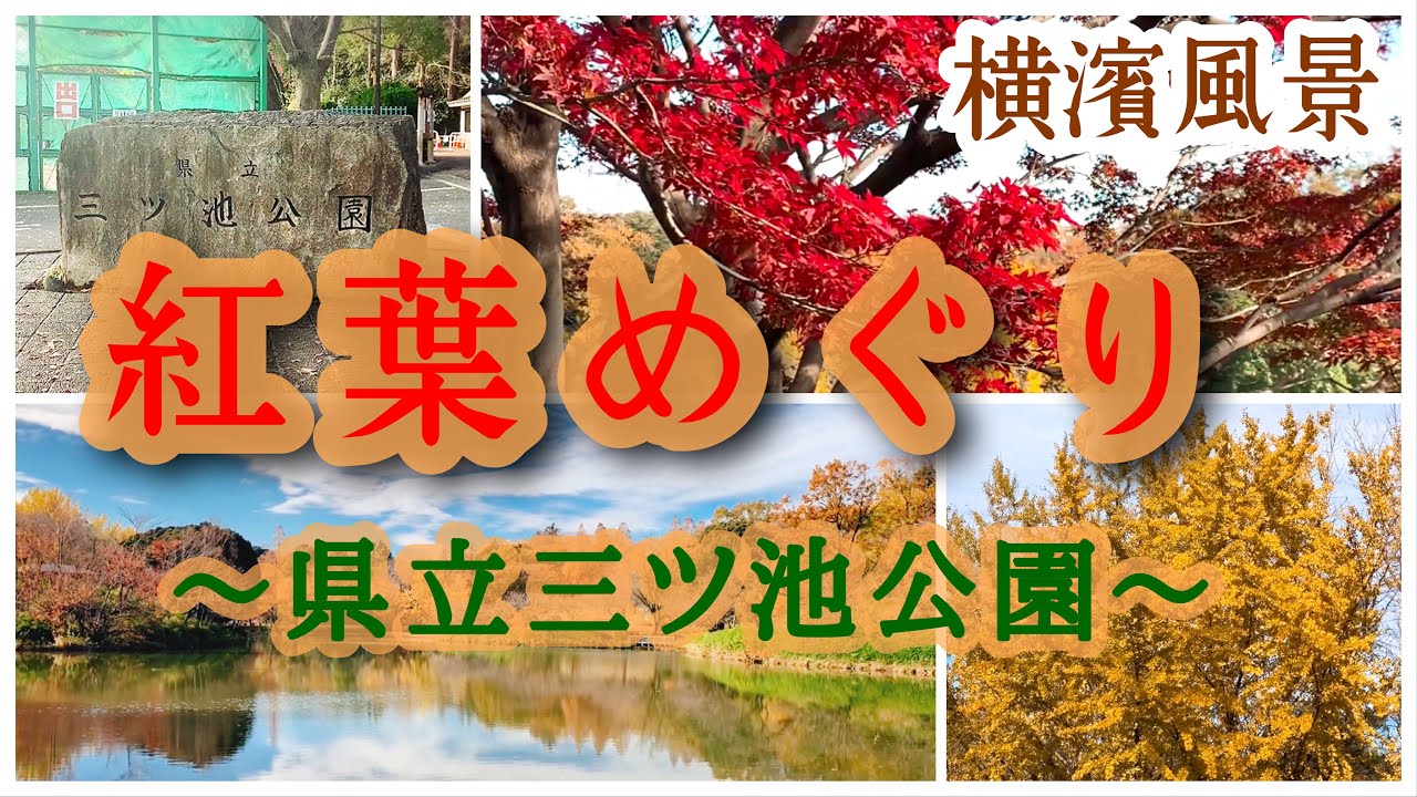 横濱風景 横浜紅葉めぐり 県立三ツ池公園 Youtube