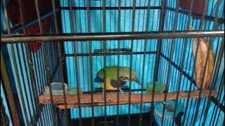 masteran cucak cungkok Vs  pelatuk bawang