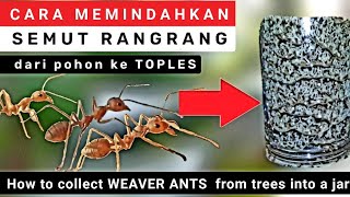 cara memindahkan semut rangrang dari alam ke toples