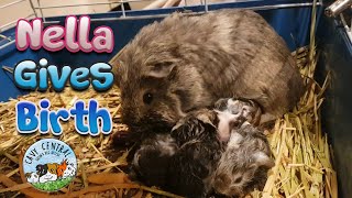 Pregnant guinea pig Nella gives live birth - cute baby guinea pigs