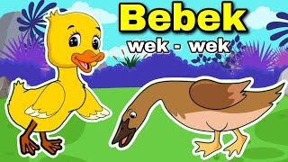 Bebek wek wek wek Lagu Anak Anak Bebek Nyosor Dan Ayam Berkokok