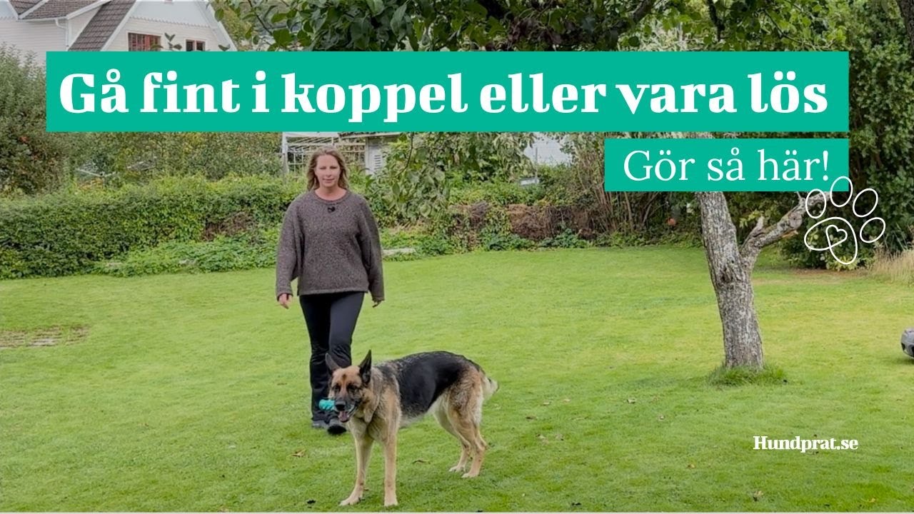 Gå fint i koppel eller vara lös