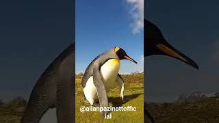 Dança do pinguim 🐧 🐧