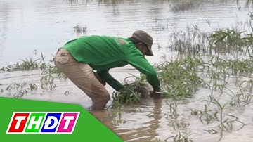 Nước lũ nhấn chìm hoa màu trên vùng bãi bồi ở An Giang | THDT