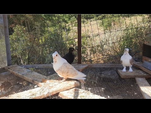 Κοτσομυτάκια Περιστέρια στην