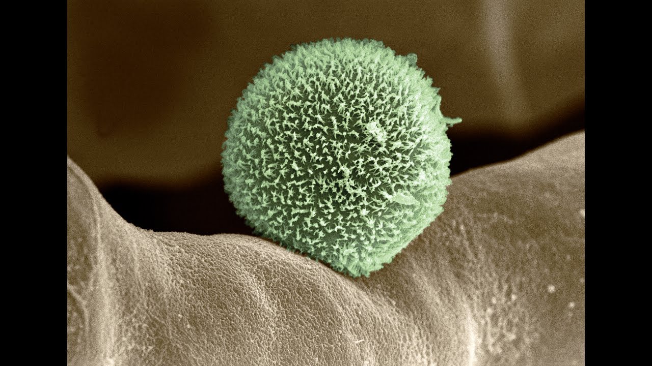 Harnessing Algae And Fungi To Create New Biofuel System -