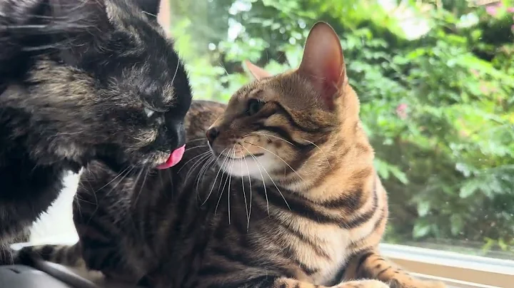 Video 9831521: bengal kittens play fighting, bengal cat play fight, bengalcat cat, feline