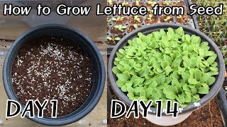 How to Grow Lettuce from Seed