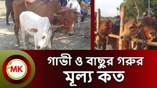 গাভী ও বাছুর গরুর মূল্য কত জানুন। মেহেরপুর গরুর হাট। Cow Market। Cow Price।  গরুর হাট