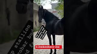 stallion Escobar 🏆 #horse #stallion #ghoda #marwadihorse #blackhorse #short #ytube #punjab