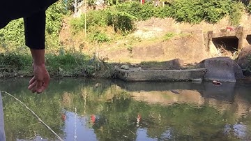 Thả câu cá tra sông bằng mồi chuối