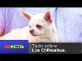 Mi Mascota | Todo lo que tienes que saber de la raza Chihuahua por red+