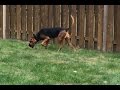 Testing my bloodhound's nose for fun の動画、YouTube動画。