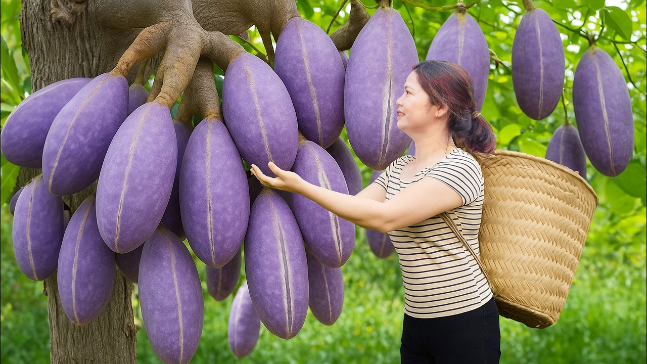 Harvesting Purple Sausage Fruits Go To Market Sell | A Fruit You've Never Seen Before