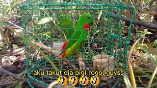 pemikat burung serindit asal KG KAPA TAMPARULI SABAH berbakat 24/04/2022