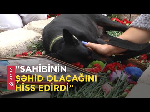 Şəhid olmuş sahibinin məzarında yatan it - APA TV