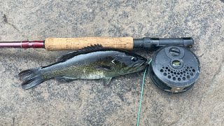 Fly Fishing For Redeye Bass (Little River Canyon)