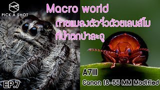 PAS Ep.7 Macro world ถ่ายแมลงตัวจิ๋วด้วยเลนส์โม Canon 18-55 ที่น้ำตกป่าละอู