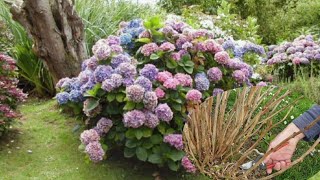 How to prune hydrangeas to produce gorgeous flowers