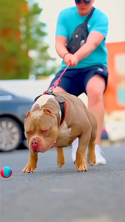 Amazing Pitbull Dog Transformation| #shorts #shortsfeed #pitbull #animals #dog #kangal