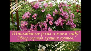 видео: Штамбовые розы в моем саду! Обзор лучших сортов. картинка: Штамбовые розы в моем саду! Обзор лучших сортов.