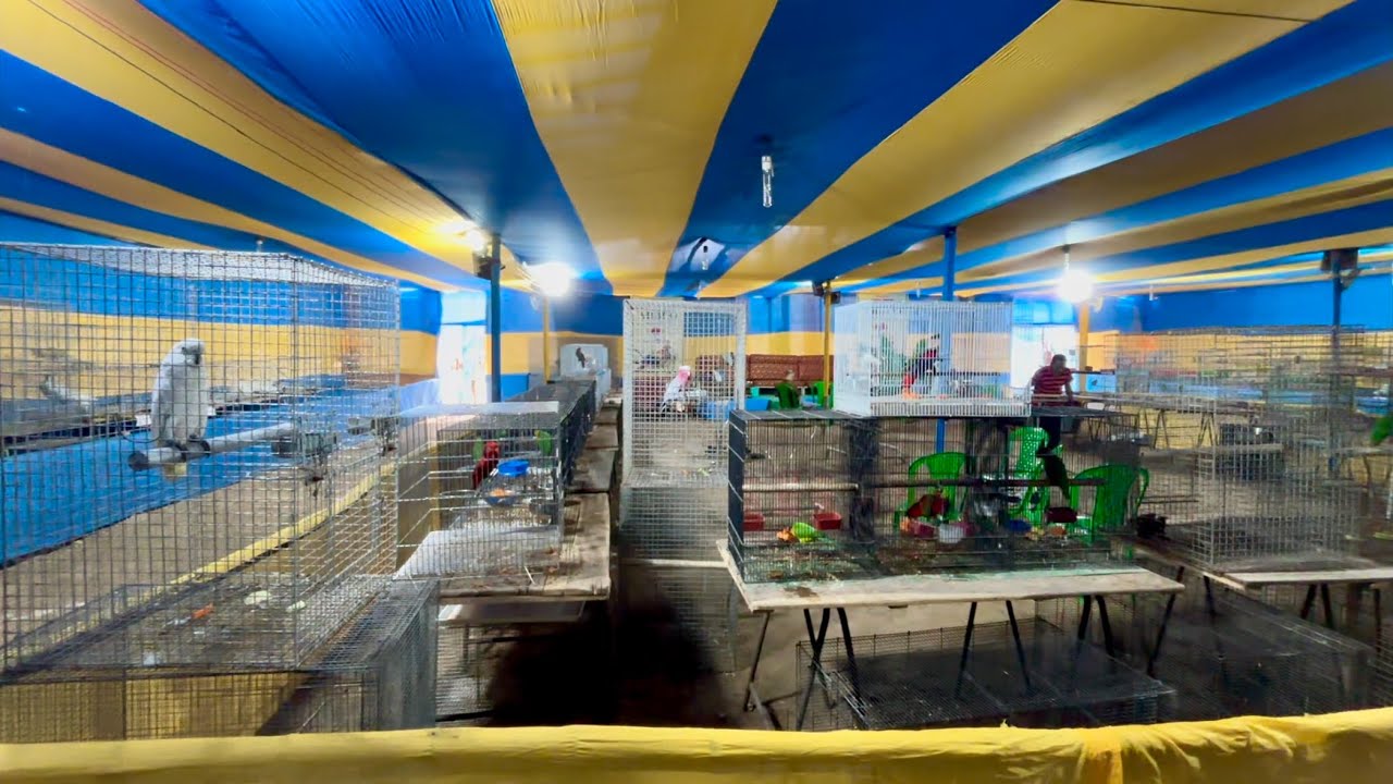 Bird Show at Santosh Mitra Square | Exotic Bird Exhibition 2025 | Macaw, Cockatoo, Eclectus, Amazon