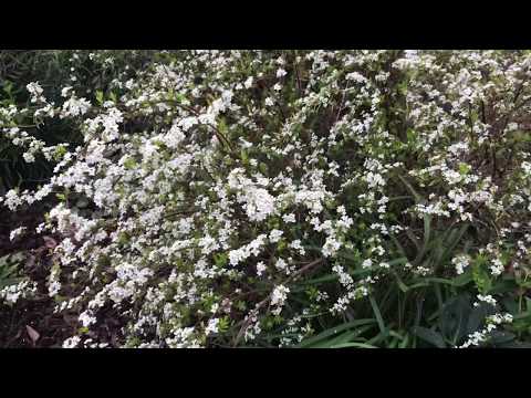 Video: Meelgeel Spirea-inligting – Leer hoe om Ogon Spirea te kweek