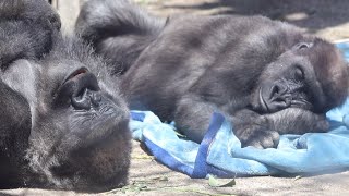 Gorilla⭐2 days after Genki treatment. Kintaro is worried about his mother and won't leave her.