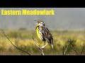 Eastern Meadowlark Songs and Calls