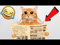 КОТЫ И КОШКИ / ПРИКОЛЫ С ЖИВОТНЫМИ / ЛУЧШИЕ ПРИКОЛЫ С ЖИВОТНЫМИ