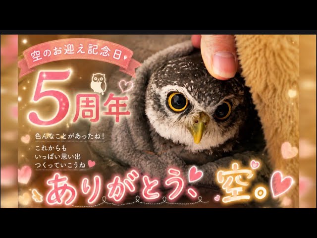 5年前、空が家族になりました🦉5周年のありがとう💖 5 Years Since