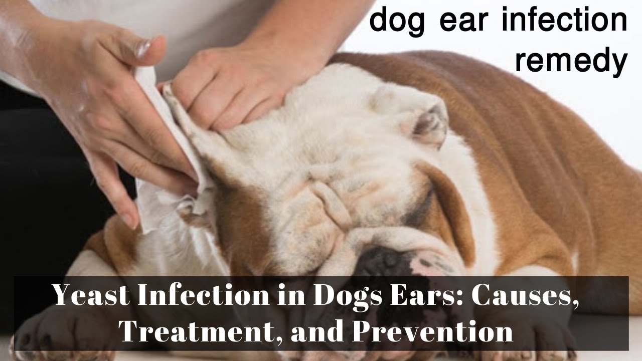 Dog Ear Infection Remedy | Yeast Infection In Dogs Ears: Causes, Treatment, And Prevention