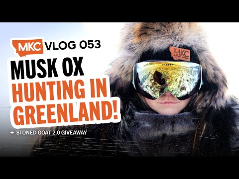 MUSK OX HUNTING IN GREENLAND!