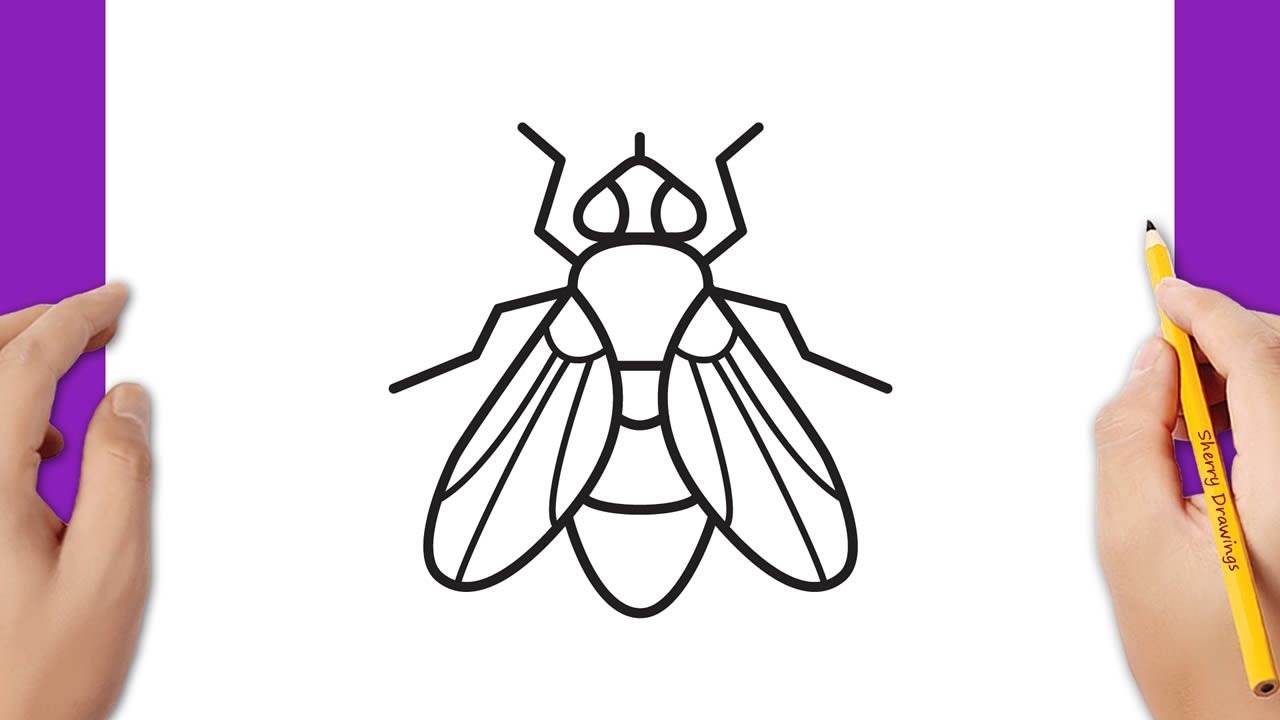 Premium Vector  Fly insect design element illustration fly vector sketch  illustration