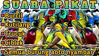 SUARA PIKAT BURCIL PALING AMPUH 100% ANTI ZONK