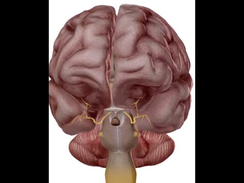 ANATOMIE FMPM  LE NERF OCCULOMOTEUR III