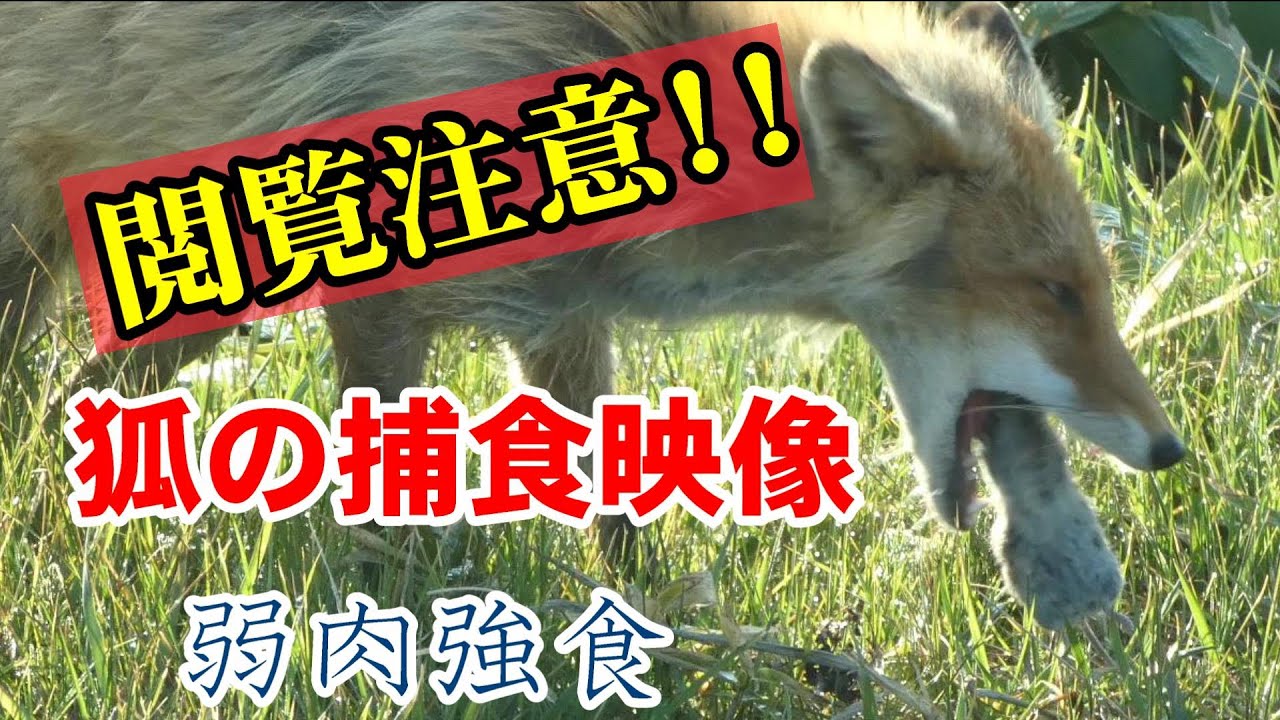 キツネのネズミ捕食シーン！！　閲覧注意