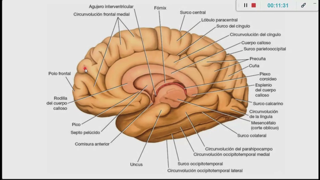 Telencephalon Anatomy Standard