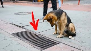 Собака каждый день заглядывала в канализацию  Люди были потрясены, открыв люк!