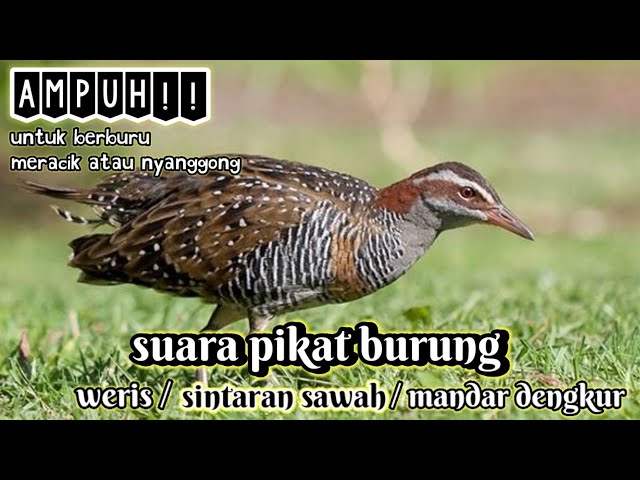 suara pikat burung sintaran sawah / weris /mandar dengkur ampuh class=